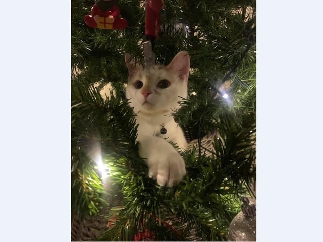 Chloe Budd’s kittens 6 month old Roamie and one year old Luna enjoy playing with decorations in the tree.
