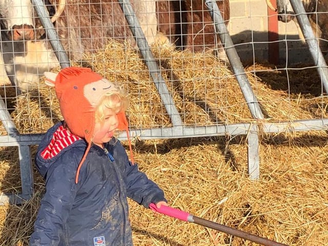 Freddie and the cows