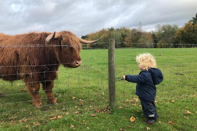 Freddie and a Highland cow