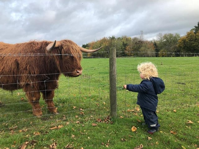 Freddie and a Highland cow