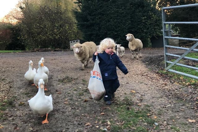 Freddie with the geese and sheep
