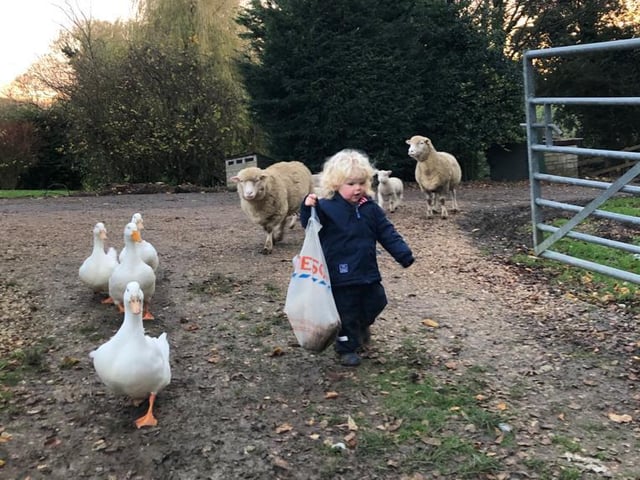 Freddie with the geese and sheep