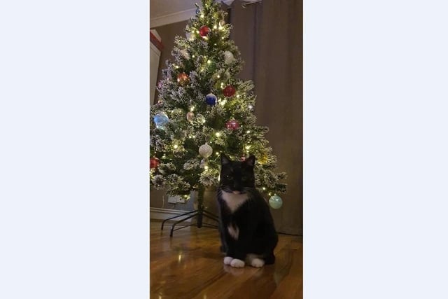 Zane Osipova’s cat Baffi loves standing next to her tree.