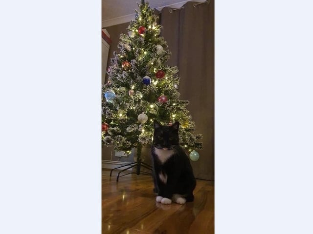 Zane Osipova’s cat Baffi loves standing next to her tree.