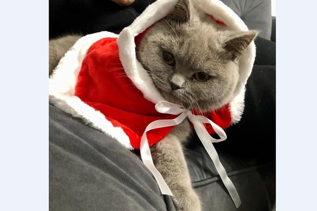 Lola enjoys playing peekaboo in the Christmas tree and wearing her new winter cape with mum Melanie Ellard.