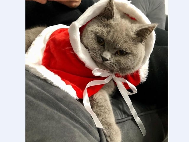 Lola enjoys playing peekaboo in the Christmas tree and wearing her new winter cape with mum Melanie Ellard.