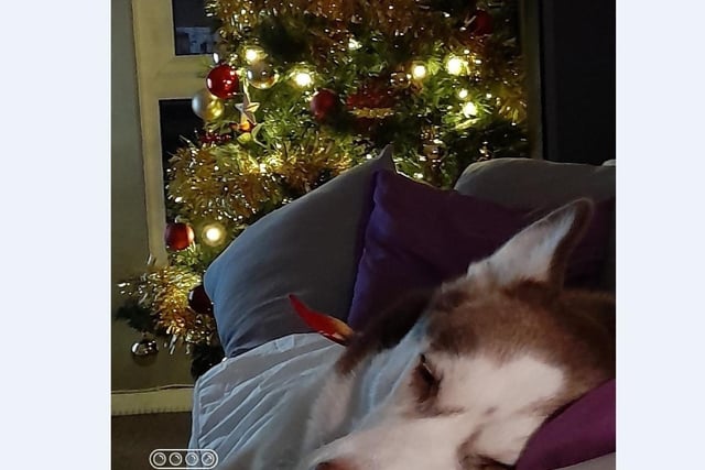 Nika is enjoy a little Christmas nap by the tree at his home in Orton with owner Adi Stone.