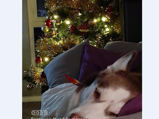 Nika is enjoy a little Christmas nap by the tree at his home in Orton with owner Adi Stone.