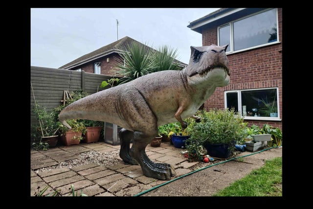 This was a story that not only brought a smile to the locals but to viewers across the country.
When we ran the story in September about Adrian Shaw getting a 3.5 metre T-Rex delivered by crane into his back garden in Grange Road, Lillington, as a surprise for his wife, Deborah, newspapers from all over the country picked it up.
But the surprise was not what he expected.
Adrian said: "The dog woke her up at 4am to take him out into the garden for a wee.
"Whilst I slept soundly she led the dog downstairs, opened the back door for him and then put the powerful garden security light on.
"She recounted the experience to me in what can only be described as 'colourful terms' this morning, it didn't sound very pleasant."