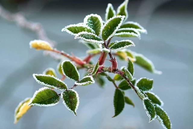 Enjoying Jack Frost's touch on nature on their patrols  - another cracking image from NPT Peterborough Northern.