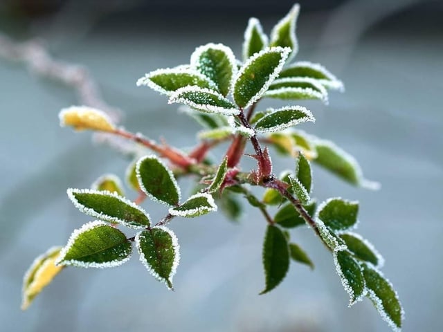 Enjoying Jack Frost's touch on nature on their patrols - another cracking image from NPT Peterborough Northern.