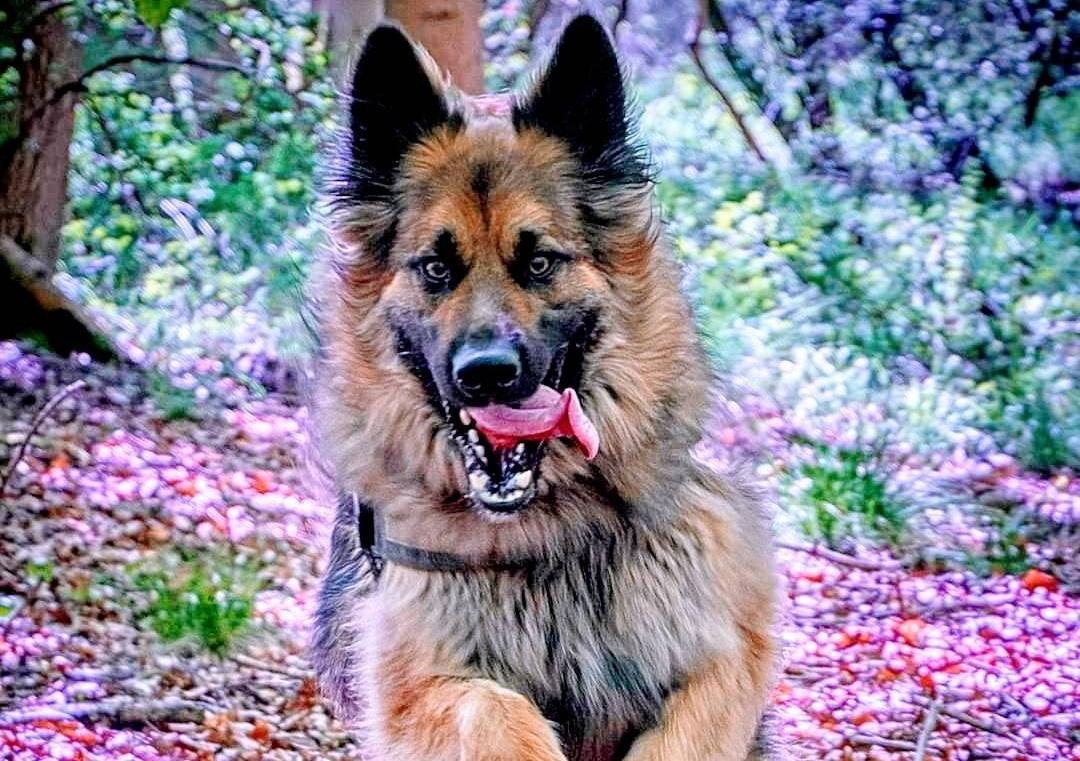 Officer #7016 out with one of the police dogs who was particularly enjoy a run in the woods.