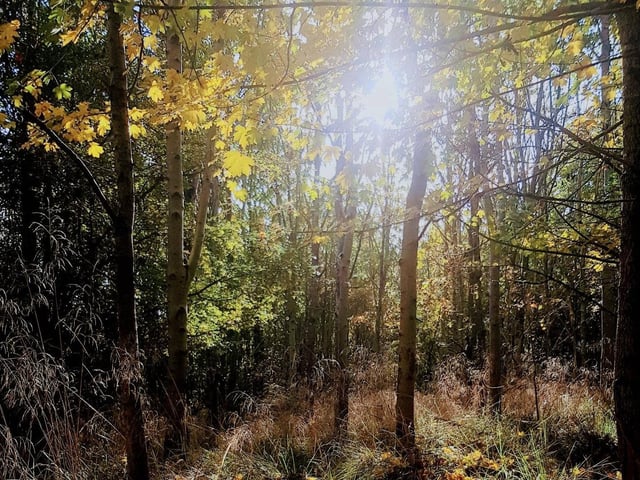 NPT Northern Peterborough snapped this great picture of some Autumnal sunshine while on patrol.