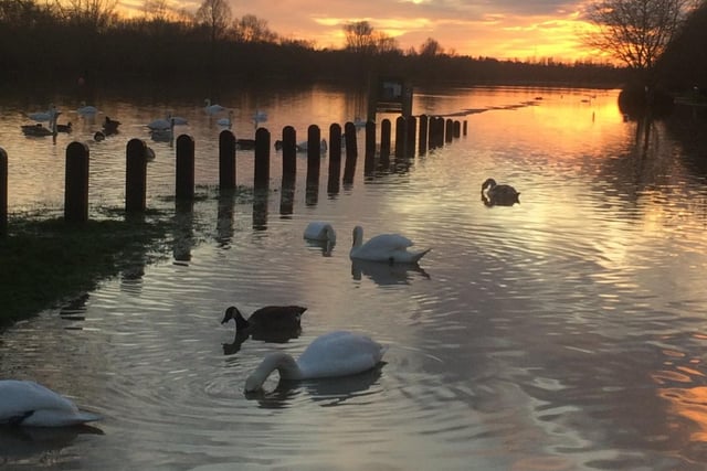 Peterborough city councillor Nick Sandford took this image of swans on a flooded footpath at Ferry Meadows.