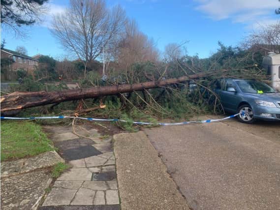 Large pine tree damages a car in Hildon Close, Worthing. Photo by Russ Cochran