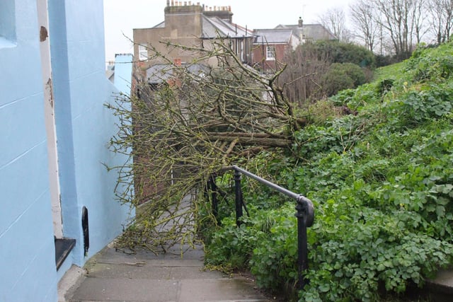 Fallen tree in Exmouth Place, Hastings. Photo by Kevin Boorman