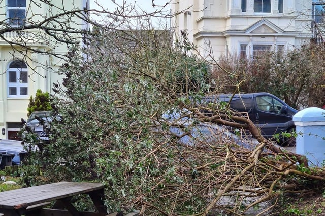 Fallen tree in Hastings. Photo by Caroline Marie