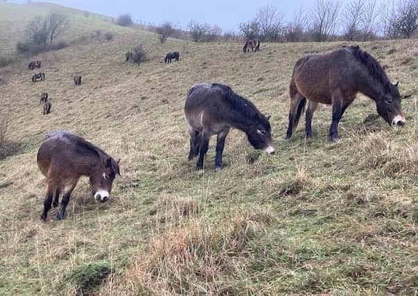 Exmoor ponies grazing on the South Downs, taken by Karen Bailey with an iPhone. "Three amigos," she said. SUS-201230-095628001