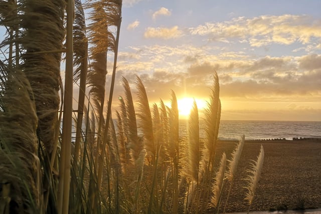 Lauren Brosson captured the sun peeping through the pampas grass at Eastbourne beach, SUS-201230-103724001