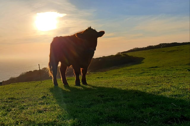 Cow on the South Downs on a winter's day, by Fiona Coutts. SUS-201230-104716001