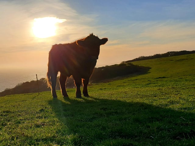 Cow on the South Downs on a winter's day, by Fiona Coutts. SUS-201230-104716001