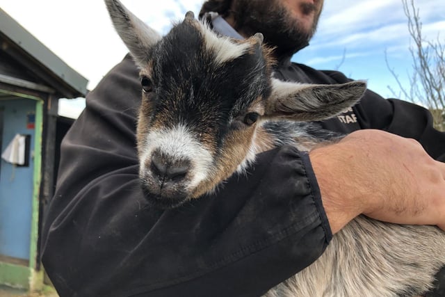 Baby pygmy goat Buddy