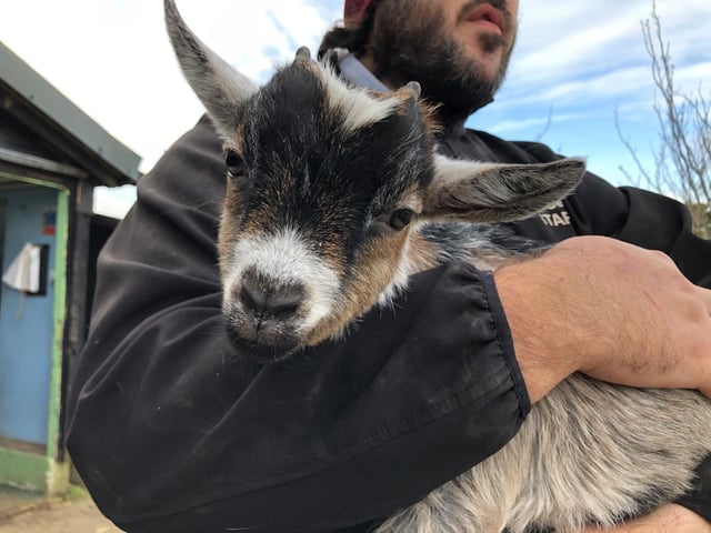Baby pygmy goat Buddy