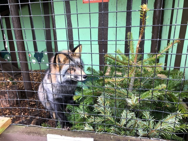 Barnaby the fox has had an unusual year, and is happy to be socialising again