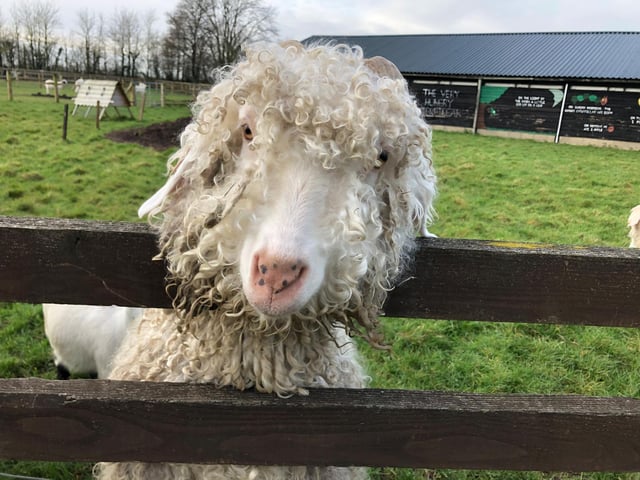 It's clear that the animals have missed the company of visitors at the centre
