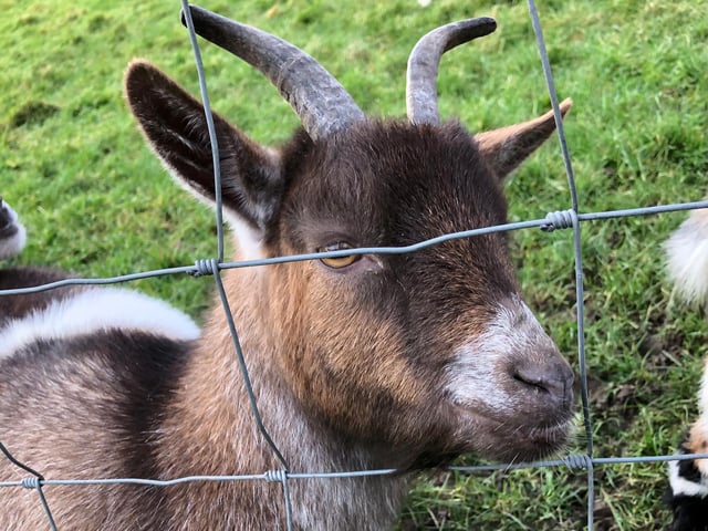 Clamouring for treats at The Bucks Goat Centre