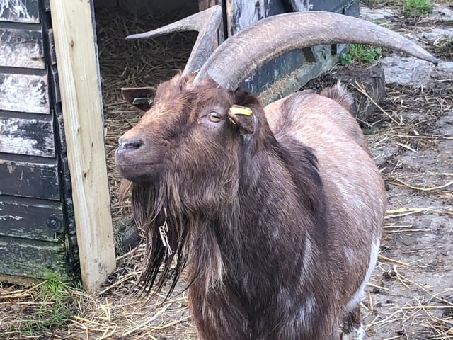 This goat followed us all round the outdoor space