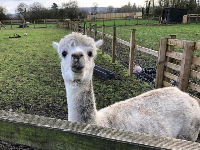 All of the animals are used to being sociable at The Bucks Goat Centre