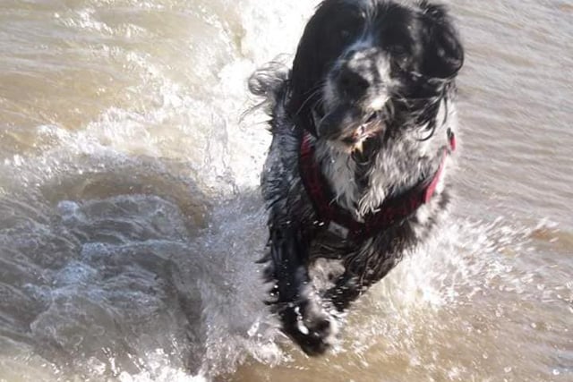 Rob Kemp wrote: "Our beloved Misty who passed away in September. The beach was her favourite place."