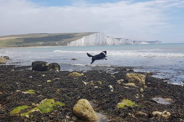 Barrie and Ann Turner sent in this picture and wrote: "Our dog Molly on Seaford Head Beach with the Seven Sisters backdrop, taken on July 24, 2020 ."