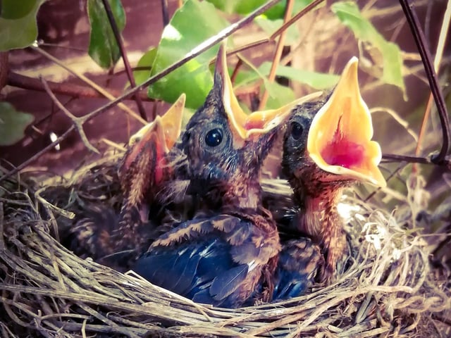 "Home schooling has its challenges but gave our children a chance to watch a family grow at the bottom of our garden! So even though it was a grim year, there's always something special if you look close enough."