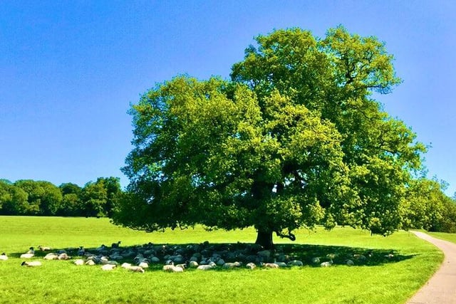 "Lockdown walks during the warm settled weather in spring. Here’s the sheep taking shelter from the sun in Cottesbrooke in May."