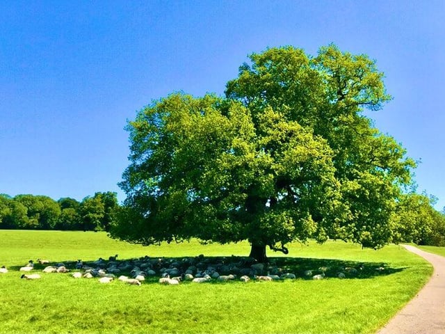 "Lockdown walks during the warm settled weather in spring. Here’s the sheep taking shelter from the sun in Cottesbrooke in May."