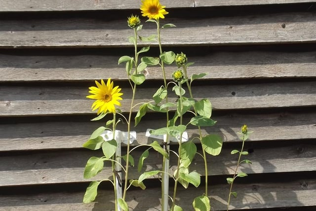 "To add a little cheer during the first lockdown, I put sunflower seeds into pots, and out of 18 sewn,16 flowered. First time I had ever grown them."