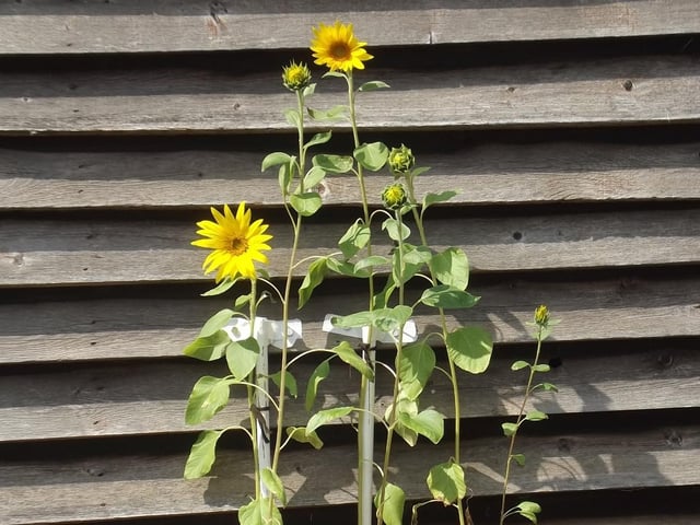 "To add a little cheer during the first lockdown, I put sunflower seeds into pots, and out of 18 sewn,16 flowered. First time I had ever grown them."