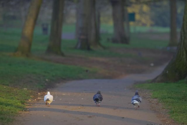 "Social distancing pigeons in Abington Park, with not a soul around."