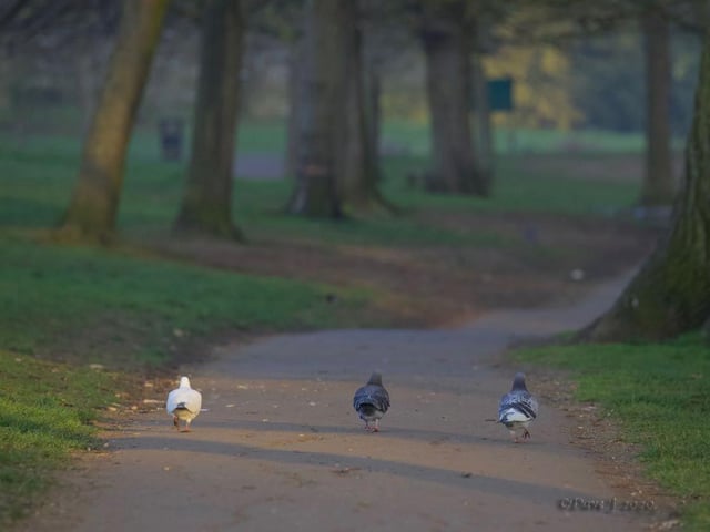 "Social distancing pigeons in Abington Park, with not a soul around."