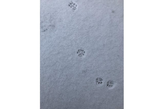 Pawprints likely left by ginger cat Niklaus (photo from Lesley 'Les' Southam)