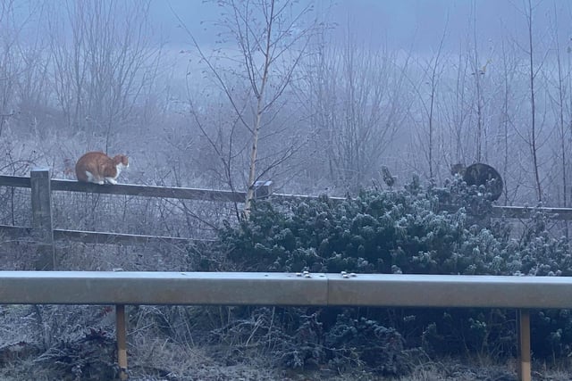 Two cats stay socially distanced apart from each other at the top of the hill on Dukes Meadow Drive, Hanwell Fields, Banbury (photo from Anne-Marie Logan)