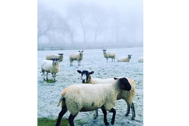 Sheep in the snow near Middleton Cheney (photo from Kelly Moriarty)