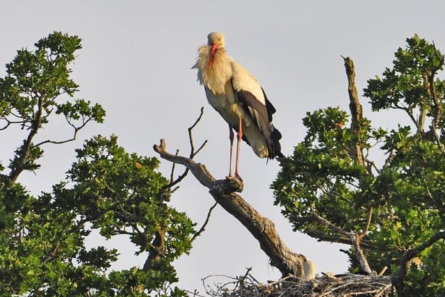 First stork chicks to hatch in the UK for 600 years. Pictured at Knepp Castle Estate in June 2020 by Harriet Roberts