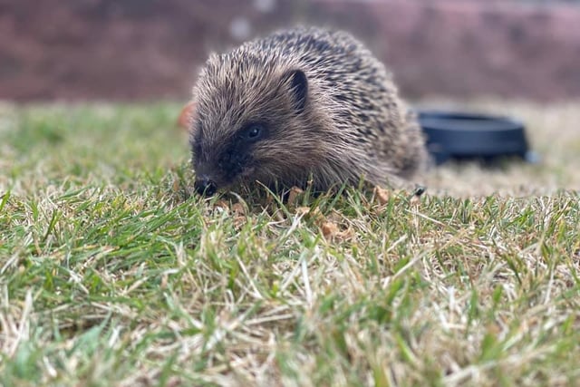 Lauren Eyre-Walker wrote: "Our little visitor earlier on in the summer. We rescued him after he fell down our drain grate."