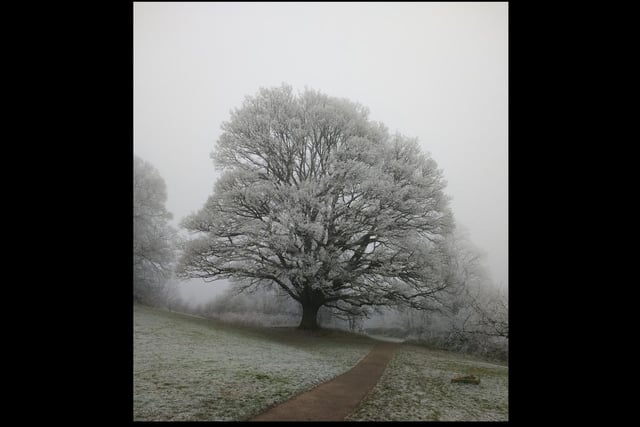 Frosty oak tree in Priory Park, Warwick, by Jean Fletcher.