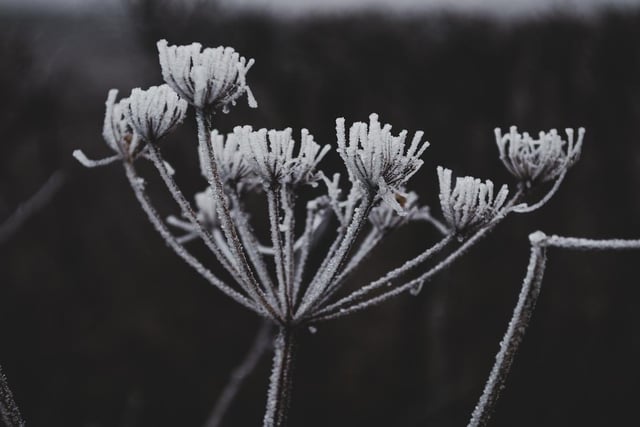 Winter photos by Mirie-Marie Shanks, Ephemeral Photography.