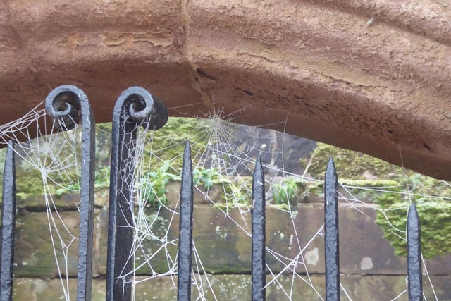 A glimpse through the wrought iron gate to the Tudor knot garden at Kenilworth Castle. The frozen cobwebs look rather like vintage lace. Photo by Pam Kelt.