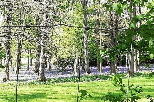 Bluebells in April - near Warnham Park Estate by Christine Wood